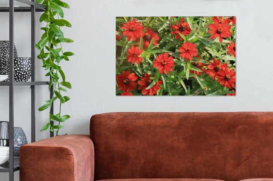 Canvas Schilderij Rode zinnia bloemen tijdens een zonnige middag - 60x40 cm - Wanddecoratie