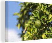 Canvas Schilderij limes on tree - 60x40 cm - Wanddecoratie