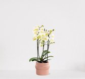 Phalaenopsis Multiflora wit in sierpot Madelon Lichtroze – bloeiende witte Orchidee – kamerplant - ↕40-55cm - Ø13 – geleverd met plantenpot – vers uit de kwekerij