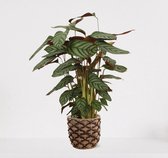 Calathea Compactstar en panier décoratif Guusje Naturel – plante d'intérieur purificatrice d'air – plante paon – plant vivante - ↕55-70cm - Ø18 – fourni avec cache-pot – frais de la pépinière