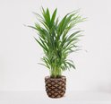 Areca in siermand Guusje Naturel – luchtzuiverende kamerplant – eenvoudig te onderhouden Goudpalm - ↕55-70cm - Ø18 – geleverd met plantenpot – vers uit de kwekerij
