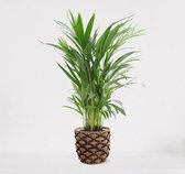 Areca en panier décoratif Guusje Naturel - plante d'intérieur purificatrice d'air - facile d'entretien Golden Palm - ↕55-70cm - Ø18 - fourni avec cache-pot - frais de la pépinière