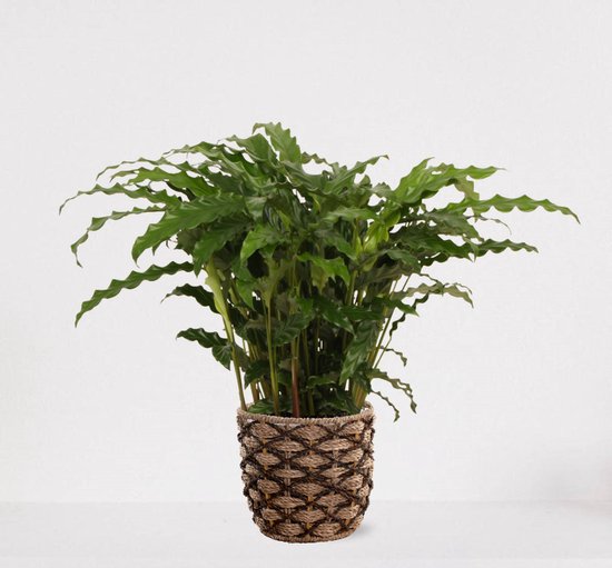 Calathea Blue Grass en panier décoratif Guusje Naturel – plante d'intérieur purificatrice d'air – plante paon – plant vivante - ↕50-65cm - Ø18 – fourni avec cache-pot – frais de la pépinière