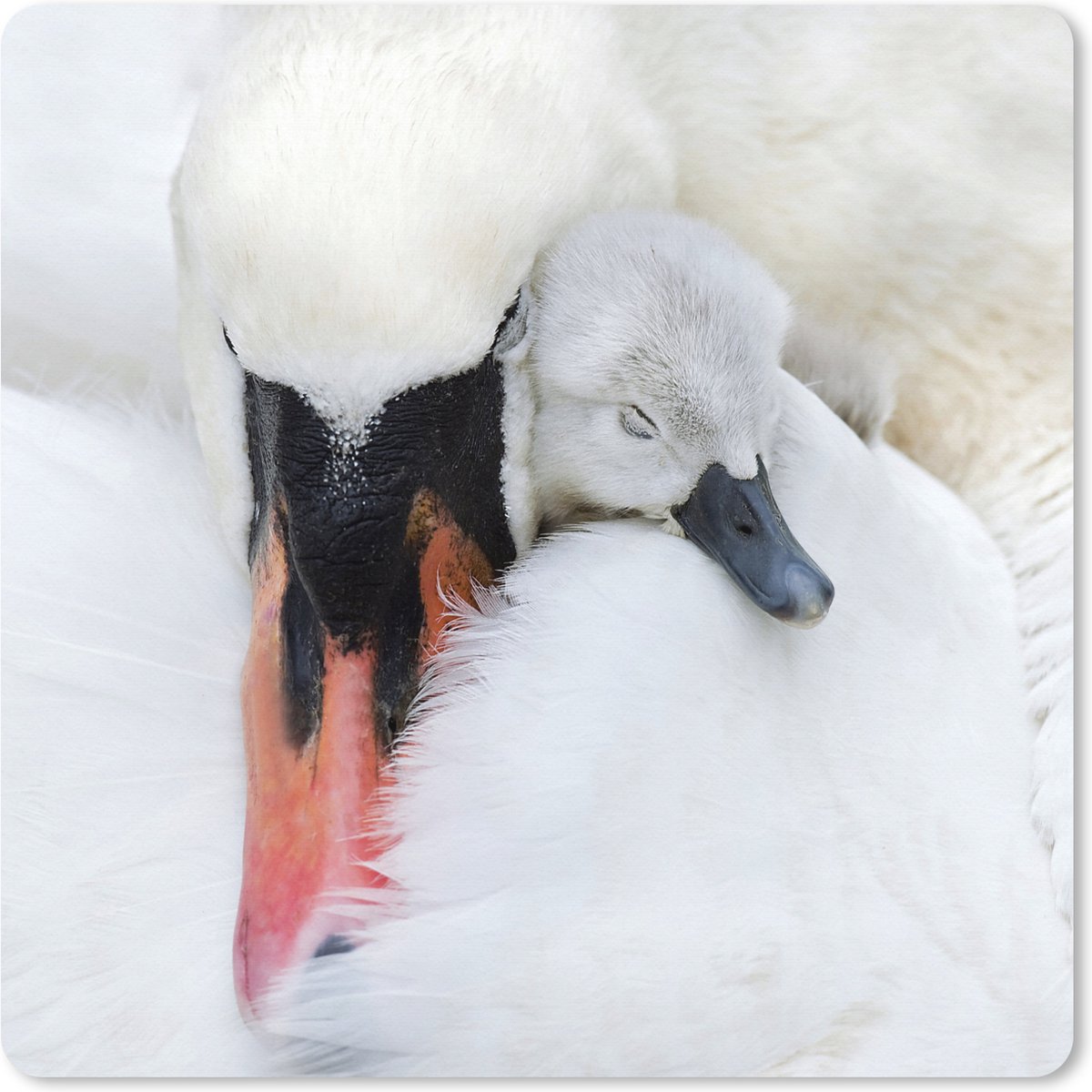 Muismat XXL 50x50 cm - Bureau onderlegger - Bureau mat Close-up van zwaan met jong - Bureaumat - Gaming mousepad xl - Bureaulegger groot - Computer deskmat