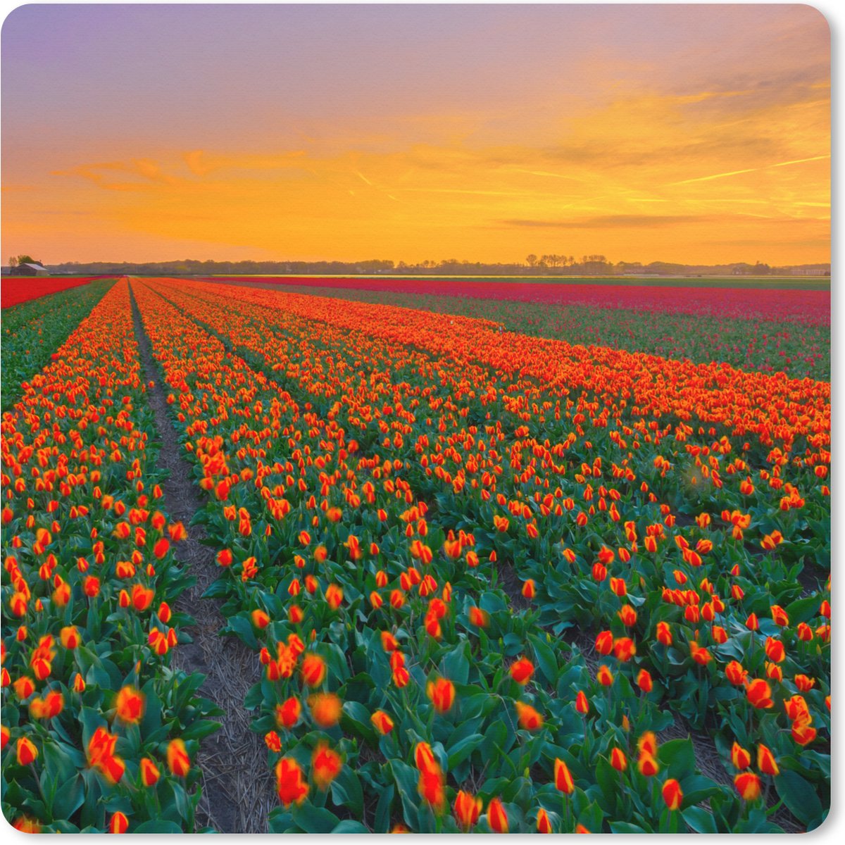 Muismat XXL 50x50 cm - Bureau onderlegger - Bureau mat Tulpenvelden in Zuid-Holland - Bureaumat - Gaming mousepad xl - Bureaulegger groot - Computer deskmat