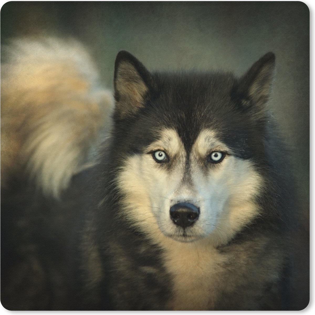 Muismat XXL 60x60 cm - Bureau onderlegger - Bureau mat Husky kijkt in camera - Bureaumat - Gaming mousepad xl - Bureaulegger groot - Computer deskmat