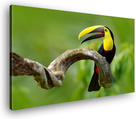 Toile Peinture Toucan | 60 x 40 cm | Décoration murale
