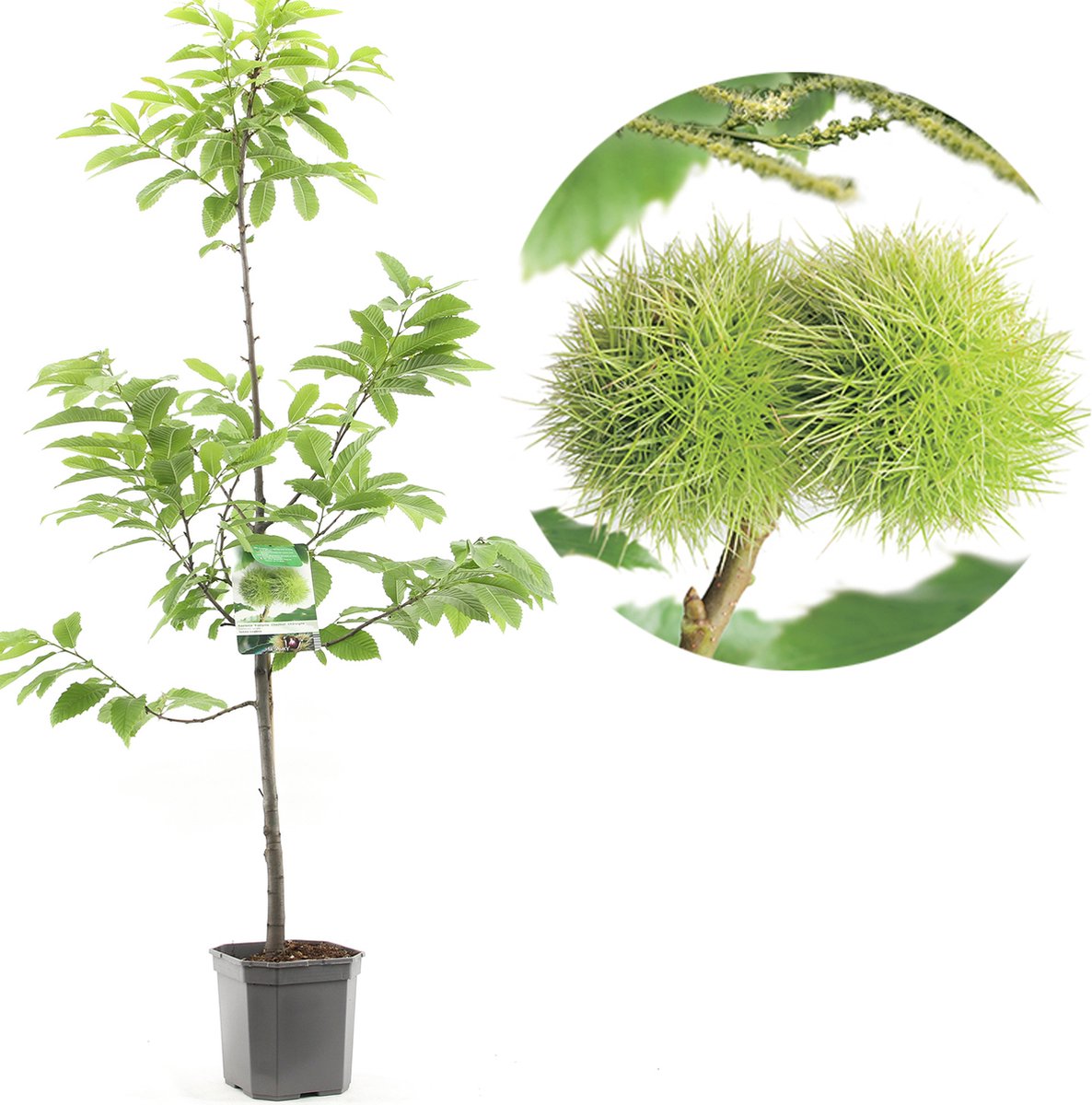 Castanea sativa | Tamme Kastanje | laagstam