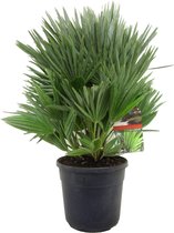 Plant in a Box - Chamaerops 'Vulcano' - Winterharde Dwergpalm - De perfecte tuinplant - Pot 24cm - Hoogte 55-65cm