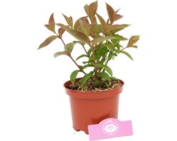Weigela florida ‘Wings of Fire’, Weigelia met rood verkleurend blad, Hoogte 20cm, 2 liter pot