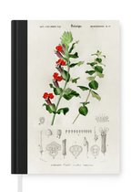 Notitieboek - Schrijfboek - Plant - Vintage - Botanica - Notitieboekje klein - A5 formaat - Schrijfblok