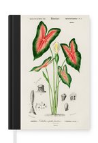 Notitieboek - Schrijfboek - Vintage - Plant - Caladium - Notitieboekje klein - A5 formaat - Schrijfblok