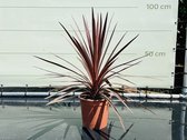 Palmboom - Cordyline Australis - Red Star - Sierlijke Palm - Pot ⌀ 20cm - Hoogte  50cm