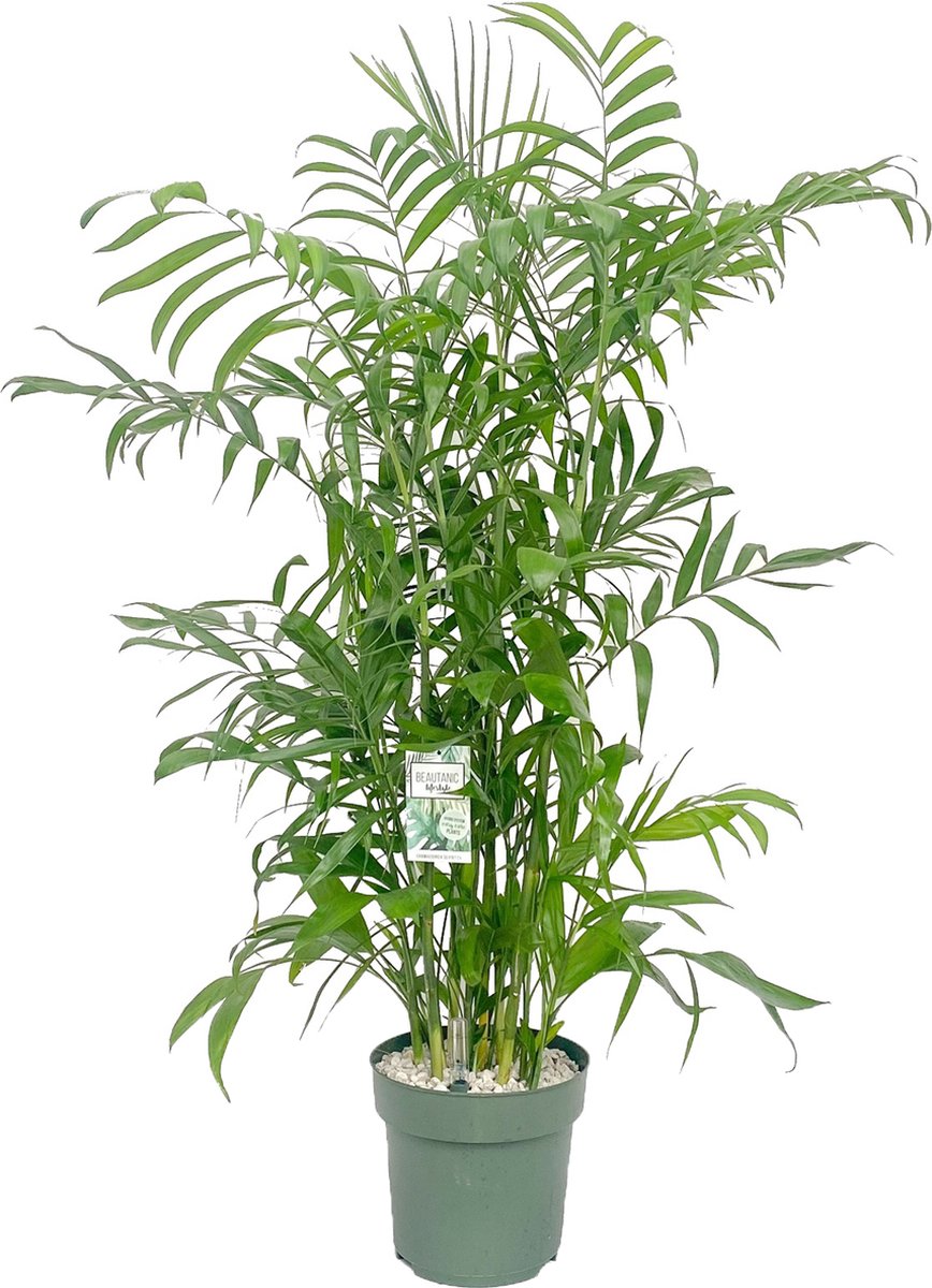 Chamaedorea Seifritzii | Hydrocultuur | 130cm hoog Ø27cm | Met ingebouwde watermeter