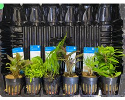 Aquariumplanten Pakket Laag