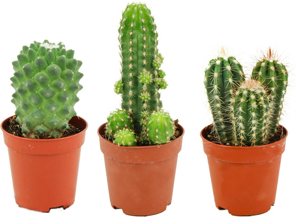 ZynesFlora Mini Cactus Set - 12 Stuks in 5.5 cm Kwekerspot - Kleine Kaktus Collectie Kamerplant - Hoogte: 5-10 cm