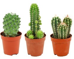 ZynesFlora Mini Cactus Set - 3 Stuks in 5.5 cm Kwekerspot - Kleine Kaktus Collectie Kamerplant - Hoogte: 5-10 cm