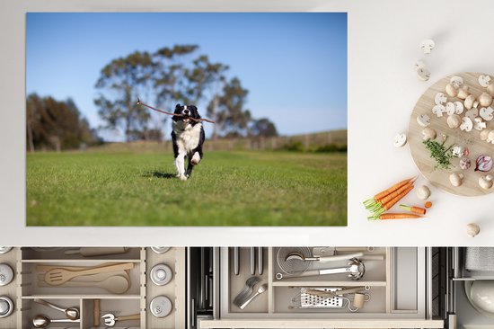 KitchenYeah® Inductie beschermer 81x52 cm - Een border collie met een stok in de mond - Kookplaataccessoires - Afdekplaat voor kookplaat - Inductiebeschermer - Inductiemat - Inductieplaat mat