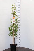 Bergeron Abrikozenboom -Fruitboom- 120 cm hoog- Laagstam- Potgekweekt- professioneel telersras