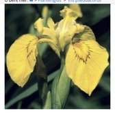 6 x Iris pseudacorus - GELE LIS - pot 9 x 9 cm