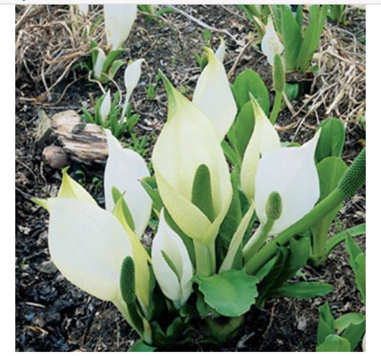 6 x Lysichiton camtschatcensis - WITTE MOERASARONSKELK - pot 9 x 9 cm