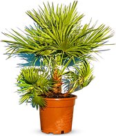 Palmier - Chamaerops Humilis - Palmier nain rustique - 80 cm - La plante convient à une utilisation intérieure et extérieure