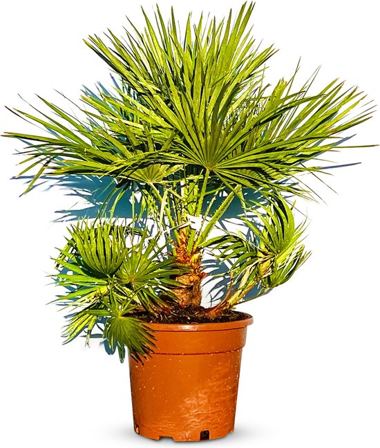 Sunnytree - Palmboom - Chamaerops Humilis - Kamerplant - Plant - is  geschikt voor... | bol.com