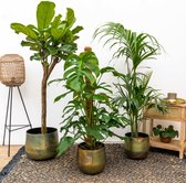Combi deal - Kentia Palm  inclusief pot Elisa Vintage green - 150cm