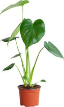 PLNTS - Monstera Deliciosa - Kamerplant Gatenplant - Kweekpot 12 cm - Hoogte 45 cm