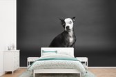 Behang - Fotobehang Hond - Vlek - Portret - Breedte 450 cm x hoogte 300 cm