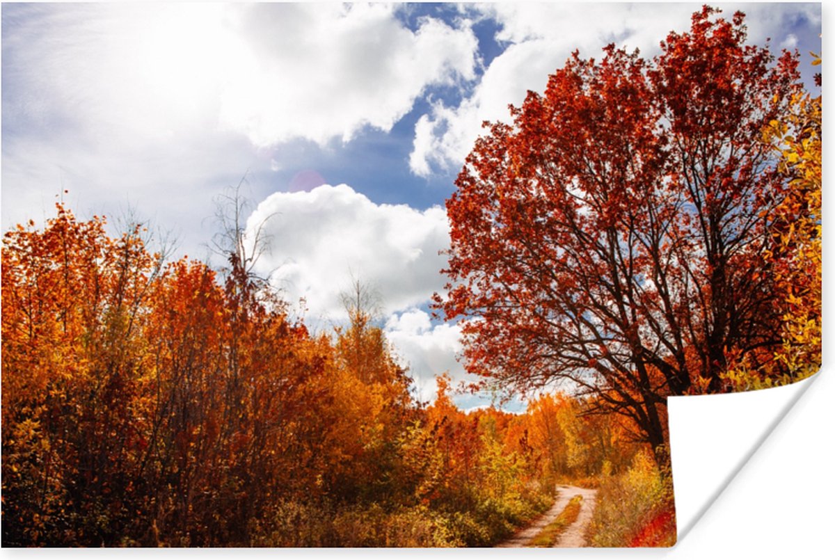 Poster Boom - Pad - Herfst - 60x40 cm