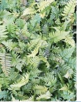 6 x Dryopteris cycadina - Olifantenslurfvaren - pot 9 x 9 cm