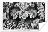 Posters - Ernst Haeckel - Kamer decoratie aesthetic - Natuur - Vintage - Zwart wit - Oude meesters - Kamer decoratie tieners - Wanddecoratie - 30x20 cm