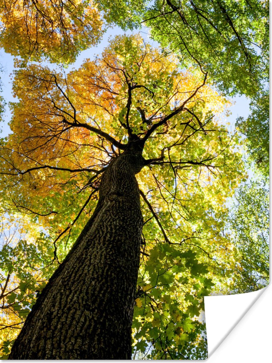 Poster Boom - Natuur - Bos - 60x80 cm