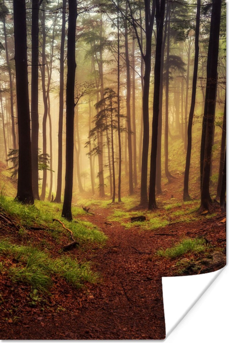 Poster Bomen - Natuur - Bos - 40x60 cm