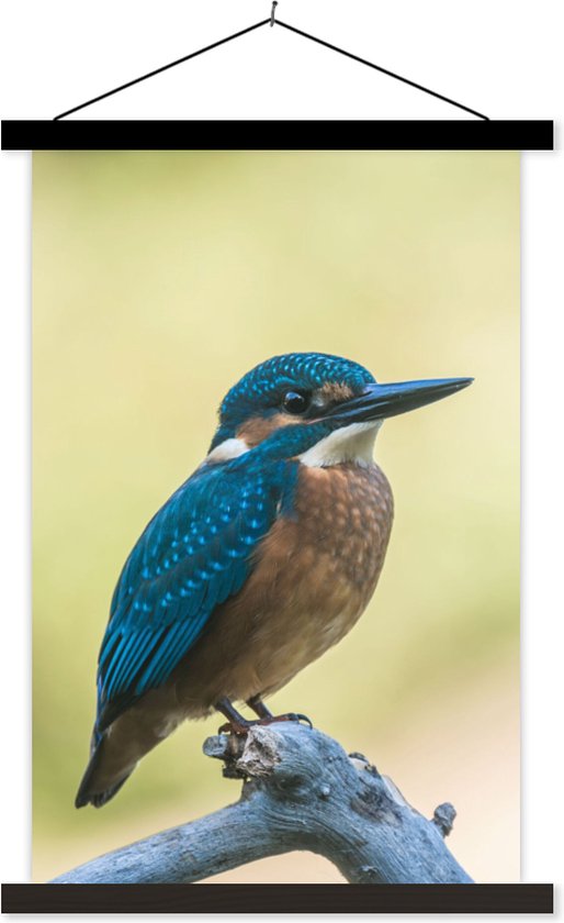 Porte-affiche avec affiche - Affiche scolaire - Martin-pêcheur - Branche - Vogel - 40x60 cm - Lattes noires