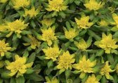 6 x Euphorbia polychroma - KLEURIGE WOLFSMELK - pot 9 x 9 cm