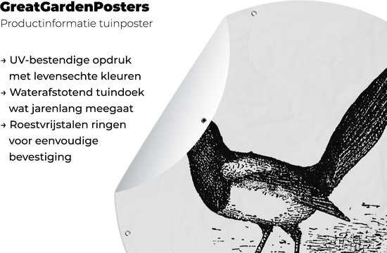 Affiche de jardin Illustration de pie ronde - Illustration ancienne d'une pie Affiche de jardin - Affiche de jardin ronde 90x90 cm - Toile de jardin/Toile d'extérieur/ Peintures pour l'extérieur (décoration de jardin)