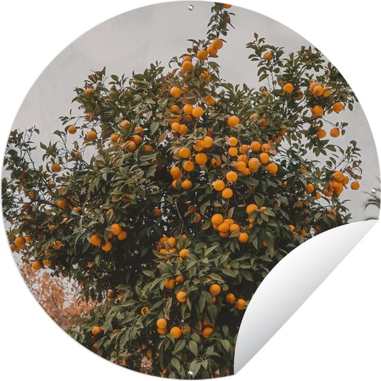 Framboisier Golden Queen Jaune – Plante En Pot 2L – Double Fructification, Fruits Jaune Doré – Résistante Au Gel - 7