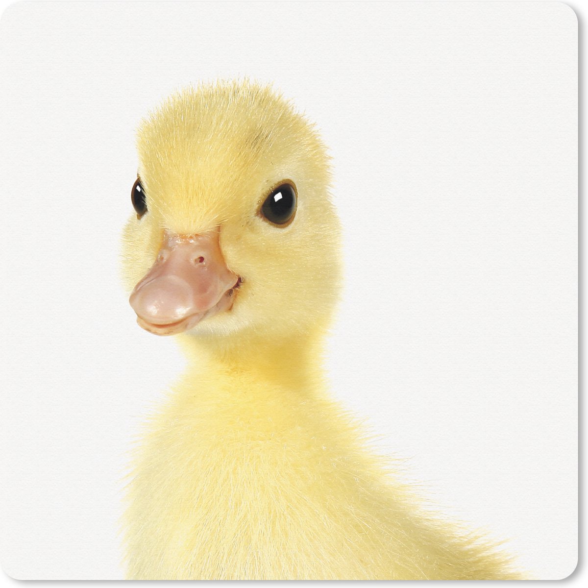 Muismat 30x30 cm - Mousepad Eend - Kuiken - Lief - Kinderen - Meisjes - Jongens - Muismatten
