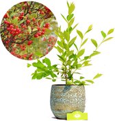 Aronia arbutifolia 'Brilliant', rode appelbes, 2 liter pot