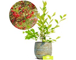 Aronia × prunifolia ‘Brilliant’, Rode appelbes, Hoogte 50cm, 2 liter pot