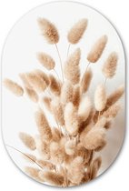 Muurovaal Siergras - WallCatcher | Acrylglas 80x120 cm | Ovalen schilderij | Wandovaal Bunny Tail Grass