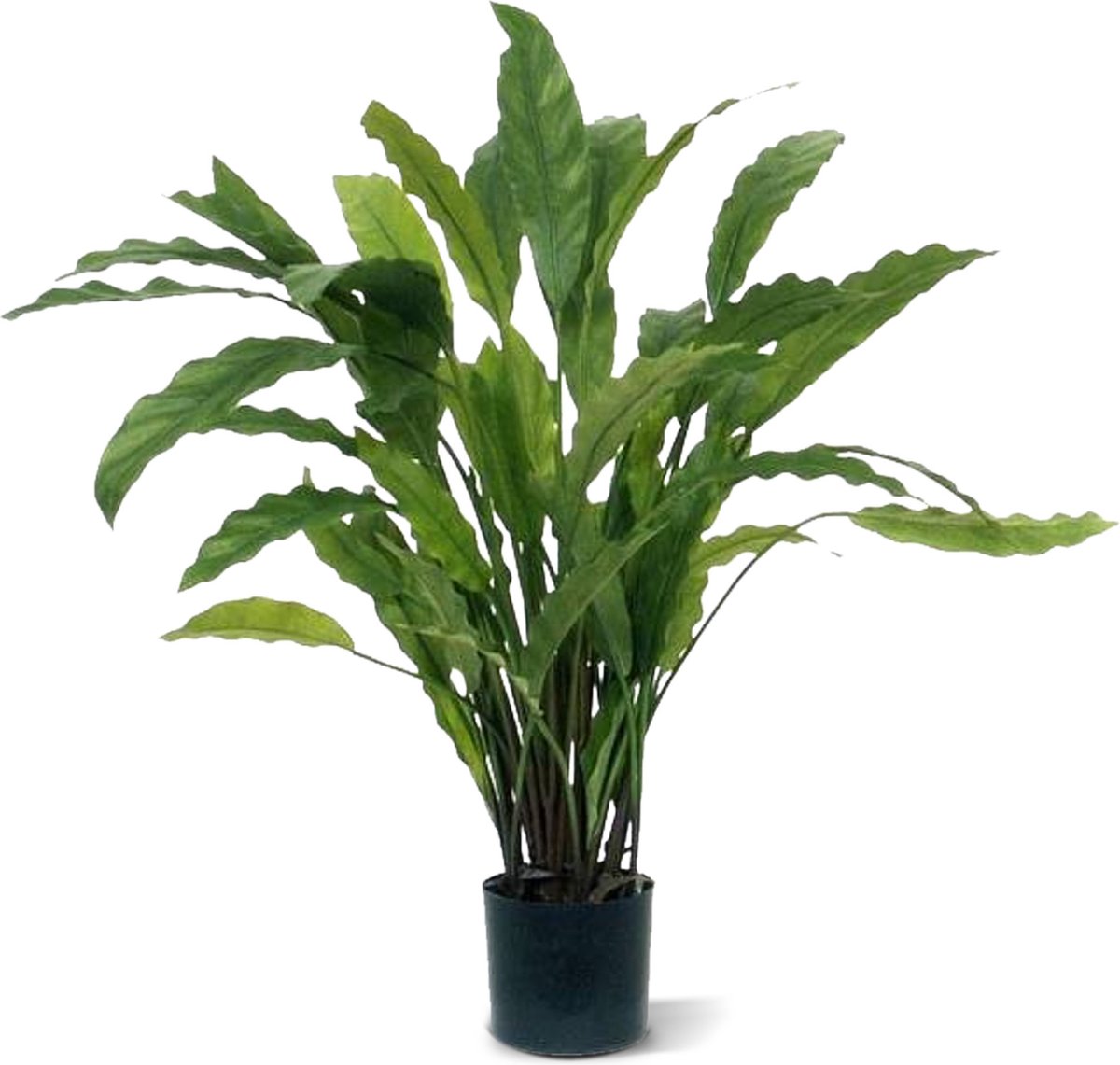 maxifleur Kunstplanten Calathea kunstplant 60cm - groen