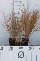 6 x Calamagrostis arundinacea - Bosstruisriet - pot 9 x 9 cm