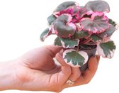 PLNTS - Baby Saxifraga Tricolor - Kamerplant - Kweekpot 6 cm - Hoogte 10 cm