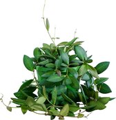 PLNTS - Hoya Burtoniae Green - Kamerplant - Kweekpot 14 cm - Hoogte 25 cm