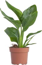 PLNTS - Strelitzia Reginae (Paradijsvogel plant) - Kamerplant - Kweekpot 13 cm - Hoogte 30 cm