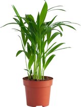 PLNTS - Areca Lutescens - Kamerplant - Kweekpot 12 cm - Hoogte 35 cm