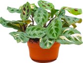 PLNTS - Maranta Kerchoveana Variegated (Gebedsplant) - Kamerplant - Kweekpot 12 cm - Hoogte 25 cm